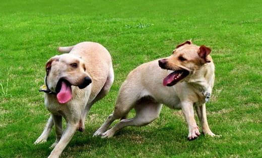 狗狗頭部不受控制晃動
