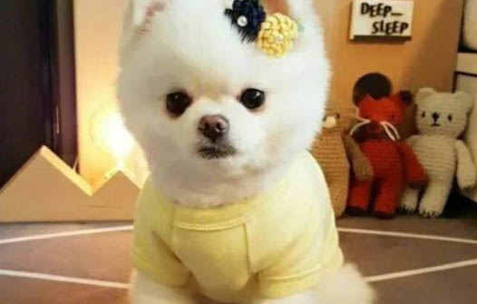 如何教小狗上車準備狗糧呢