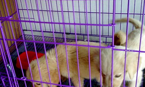 夏天狗狗為什么抽泣了一下呢