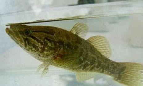 小的熱帶魚吃什么