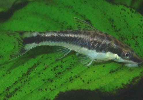 魚蹭魚缸是怎么回事