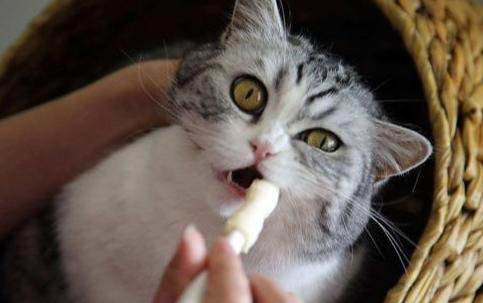 如何確認(rèn)貓舍有沒有給貓打疫苗