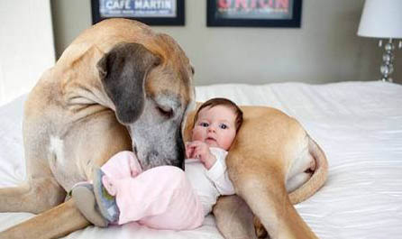 大丹犬真菌感染的原因及處理方法