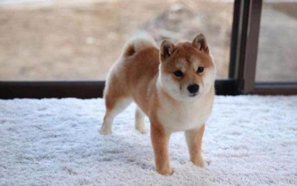 狗狗能不能吃鴨肉