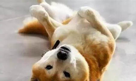 狗狗打狂犬疫苗免費嗎？