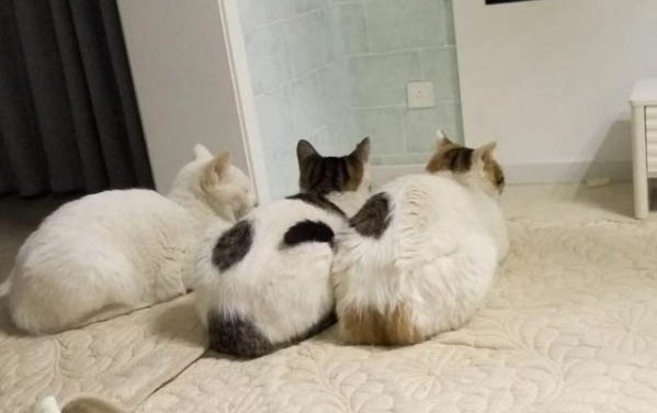 狗身上有狗豆子用什么藥
