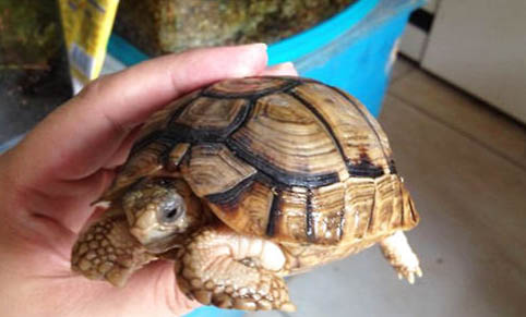 引起寵物龜嘔吐的原因