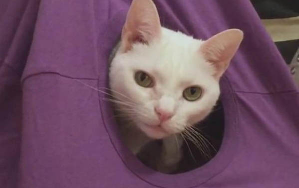 20天小貓能不能人工喂