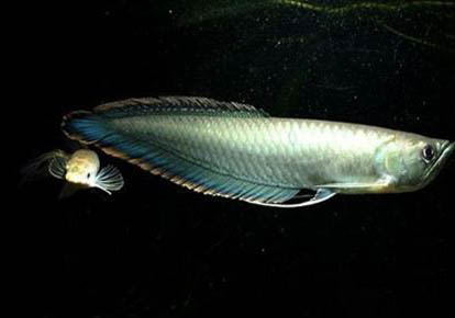 養(yǎng)的銀龍魚可以吃嗎