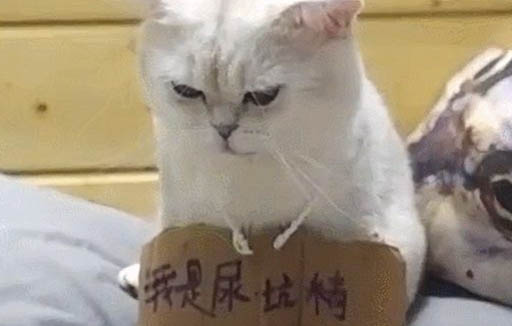 貓咪老吐是胰腺炎引起的嗎