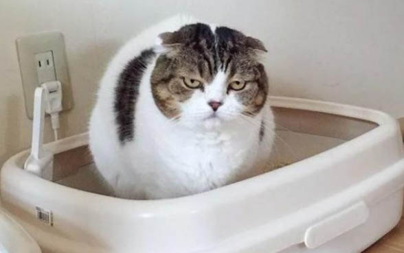 怎么確認貓咪是得耳螨還是耳垢