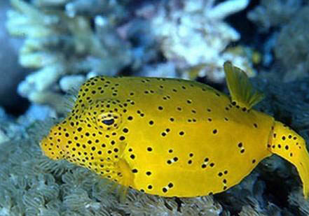 六角龍魚可以用自來水養嗎