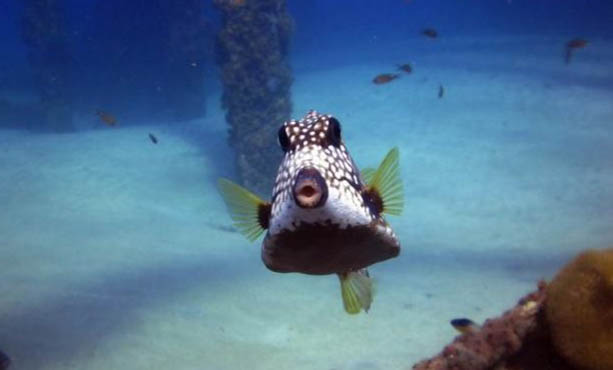 養魚不能開燈嗎?