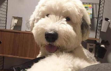 狗狗挑食如何糾正