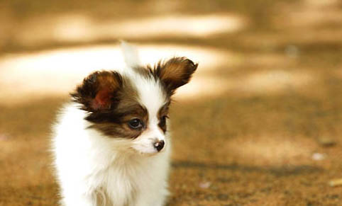 關于狗狗補鈣的知識