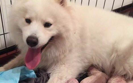 薩摩幼犬如何挑選