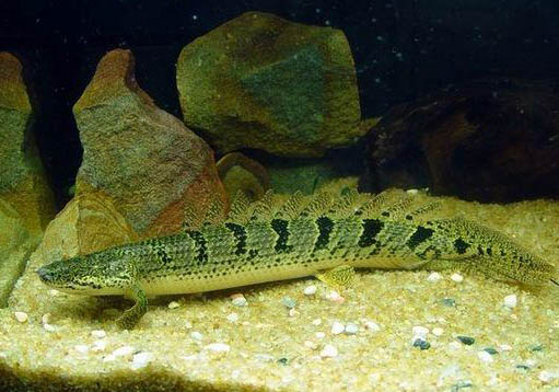 七彩神仙魚可以長多大