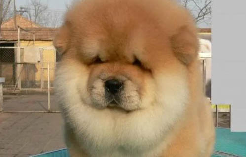 松獅犬分娩需要多長時間